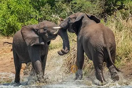 Battling Bull Elephants on a side of a river - Herbivores photo gallery