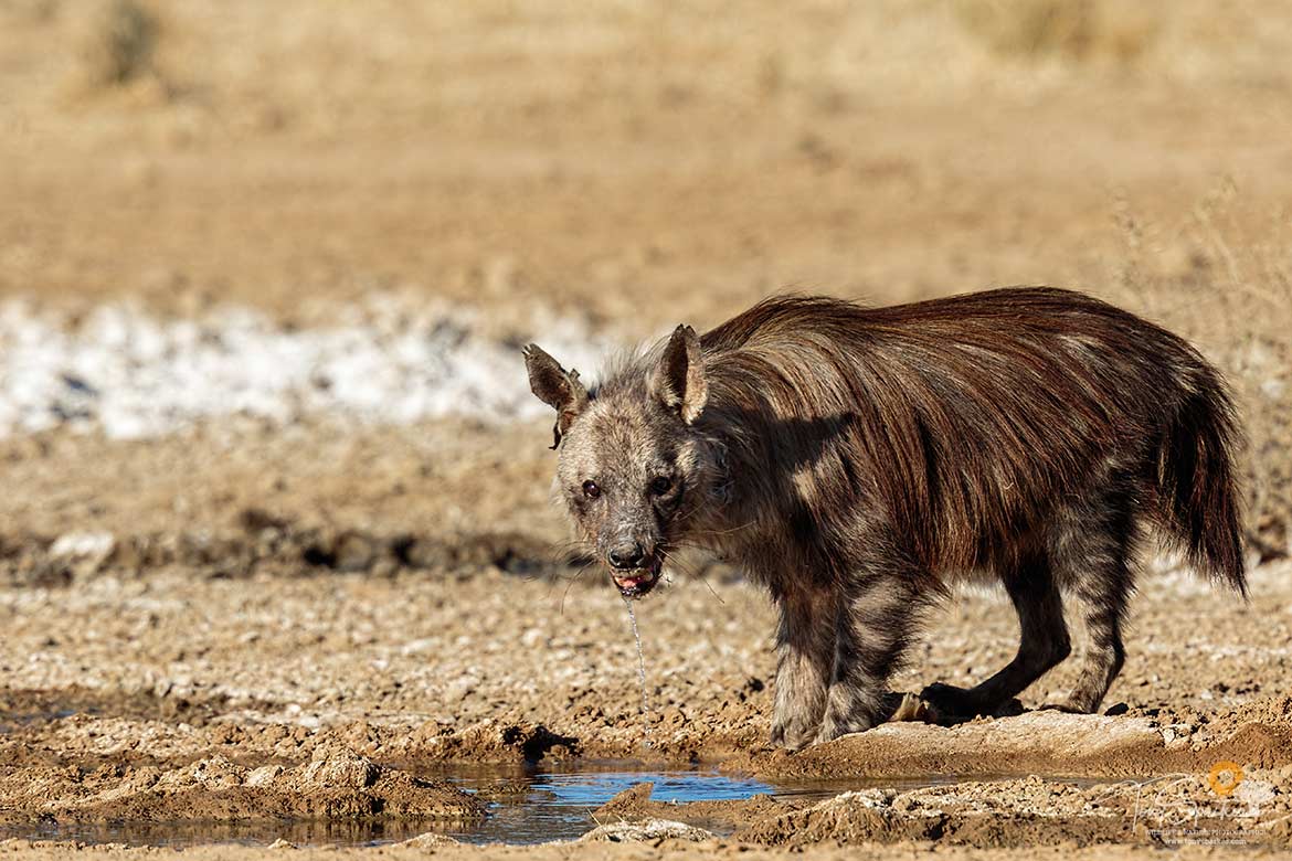 Portfolio - Predators Photographs - Brown Hyena - Kgalagadi ...