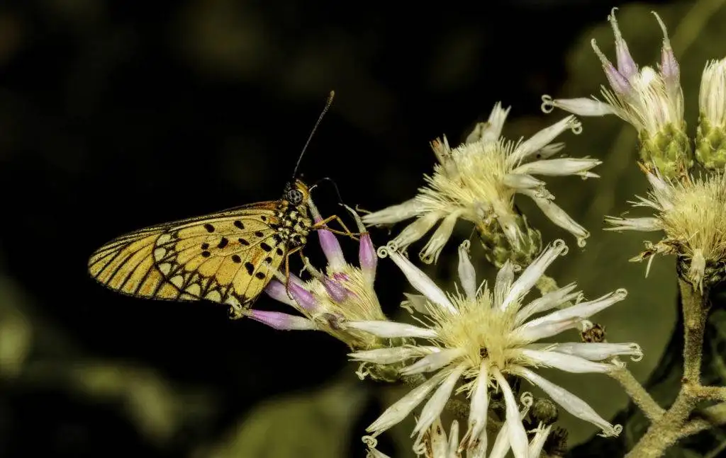 Black-tipped Acraea butterfly feeding on flowers
