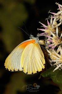 Macro Photography - Colourful Eastern Dotted Butterfly with wings closed