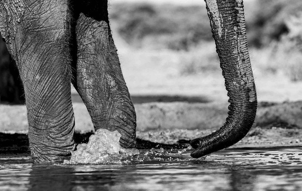 African Elephants trunk and feet in water - Black and white nature photography