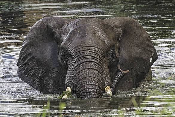 Elephants-20150402-0782 | Tony Sparkes Wildlife & Photographic Safaris