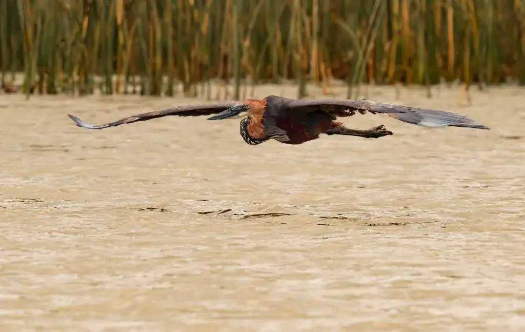 Wildlife Photography Portfolio -Goliath-Heron flying low over the water