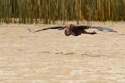 Goliath Heron in flight low over water