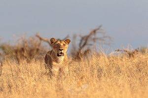 Imbali Safari Lodge 15 Predators - Lioness stood in long golden grass