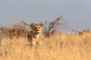 Predators - Lioness stood in long golden grass
