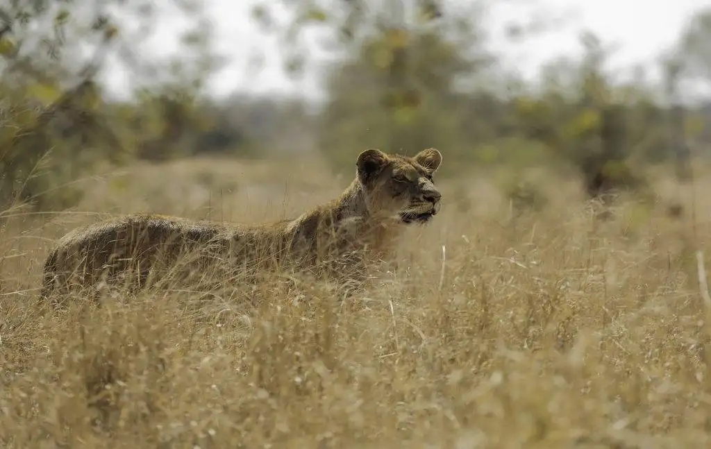 Portfolio - Predators photographs - Lioness stood up looking at the camera in long partially hidden in long yellow grass - Kruger National Park - South Africa