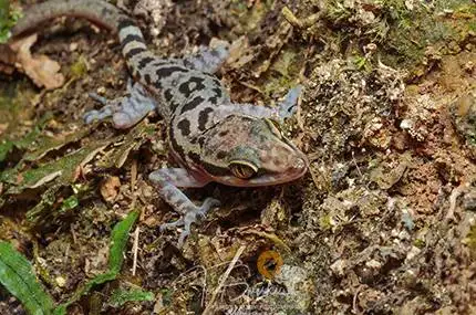 Macro photo of a Malaysian Bent-toed Marbled Gecko at night