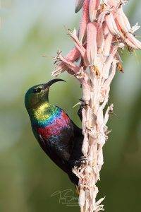 Marico Sunbird - Male perched on an aloe