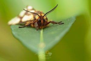 Macro Photography - Reticulated Bagnet Moth settled on a green leaf