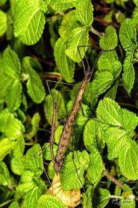 Portfolio - Macro Photography - Mating stick insects perched in a green bush at night - Malaysia