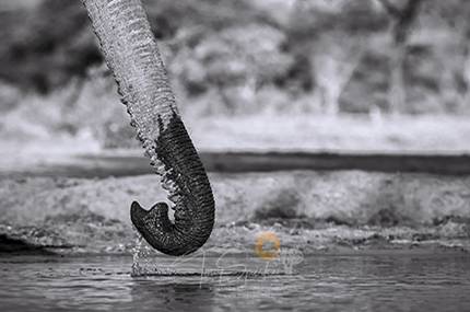 Black and White - Elephants Trunk Drinking Water - Black and White