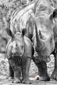 White Rhino Mum & Calf - Black and white nature photography