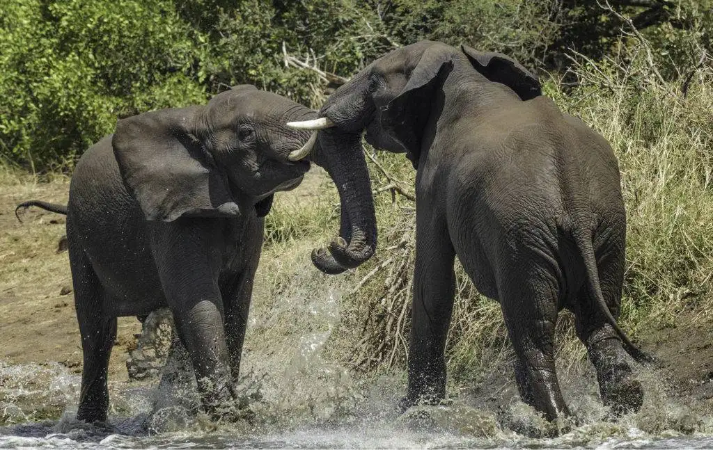 Two African elephants fighting beside the water