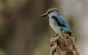 Woodlands_Kingfisher_20140328_5476 3