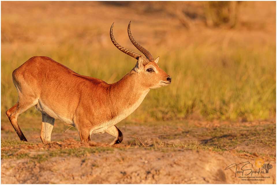 Male Red Lechwe in the Linyati Wetlands, Namibia
