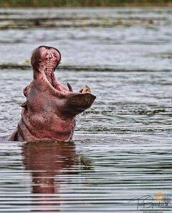 Hippo in the water with its mouth wide open - Kruger National Park