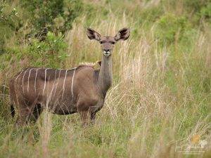 Kruger National Park - Female Kudu Antelope staring forward towards the camera