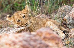 Big Cat Sabi Sand Reserve 13 Lion Cub lying on the ground - Sabi Sand - Big Cat Photo Safari