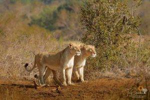 Kruger National Park - Two lionesses prepare to hunt