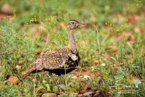 Kruger National Park - Red Crested Korhaan in grass cover