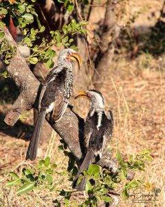 Kruger National Park - Yellow-Billed-Hornbills perched in a tree