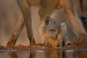 Baby baboon looking forward at the camera after taking a drink at a waterhole - Karongwe game reserve