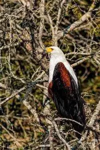 Side view of an African fish eagle perched in a branch of a tree
