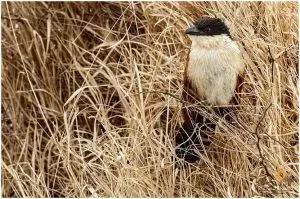 Burchells Coucal bird in golden winter grass cover