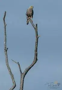 Dickensons Kestrel perched on top a dead branch