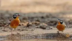 Two golden breasted bunting birds on the edge of a water hole
