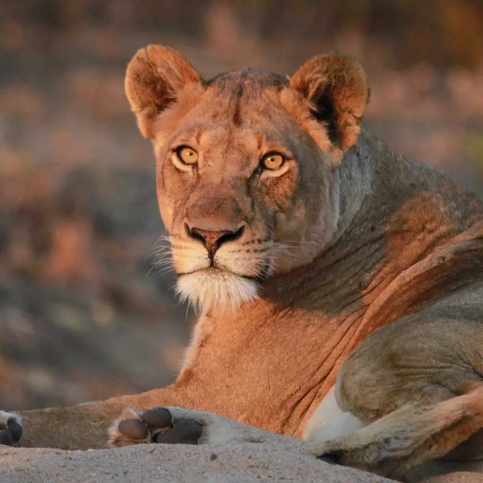 Tony Sparkes Wildlife & Photo Safaris - Hamiltons-Tented-Camp-Lioness portrait