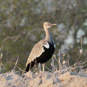 Tony Sparkes Wildlife & Photo Safaris - Red-crested Khorhaan bird walking through grass