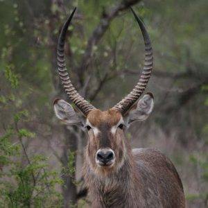 Hamilton's Tented Camp - Male Waterbuck Portrait