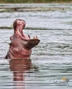 Tony Sparkes Wildlife & Photo Safari's-Hamiltons Tented Camp in the Kruger Park - Hippo with its mouth wide open in the water