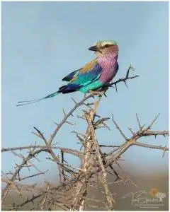 Lilac-breasted Roller bird perched on top of a tree