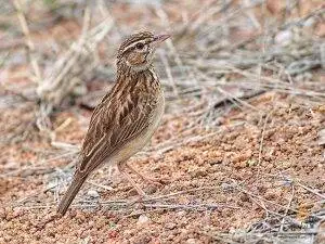Sabota Lark standing in the bushveld grass