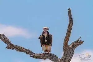 White headed Vulture perched in a tree