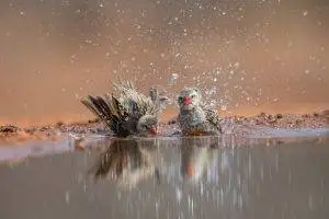 Close up of Red-billed Quelea bathing in a waterhole Karongwe game reserve
