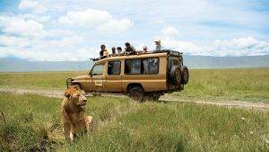 Lion sat in grass with safari vehicle