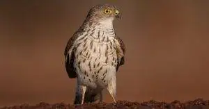 Little Sparrohawk - at a waterhole