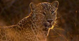 Big Cat Sabi Sand Reserve 23 African Leopard - Sabi Sand - Big Cat Photo Safari