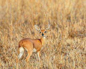Imbali Safari Lodge 19 Tony Sparkes Wildlife & Photographic Safaris - Steenbok Stood In Golden Grass In The African Bushveld