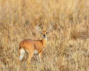 Tony Sparkes Wildlife & Photographic Safaris - Steenbok Stood In Golden Grass In The African Bushveld