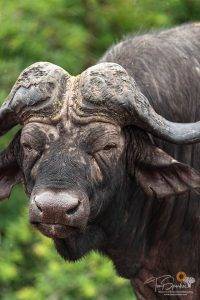 Wild Africa 12 Portrait of a Cape Buffalo - Tony Sparkes Wildlife & Photo Safaris