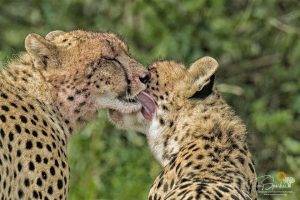 Wild Africa 8 Two Cheetahs one cleaning the other- Tony Sparkes Wildlife & Photo Safaris