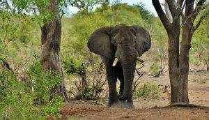 Imbali Safari Lodge 13 African Elephant in the bush