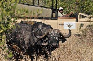 Imbali Safari Lodge 12 Game Vehicle with a man watching a Cape Buffalo