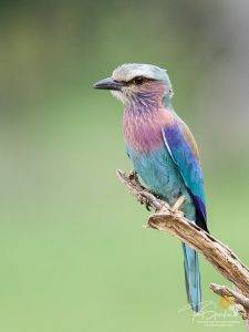 Imbali Safari Lodge 11 Lilac-breasted-Roller perched on a branch