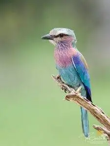 Lilac-breasted-Roller perched on a branch